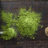 Matcha – zdravý zelený čaj